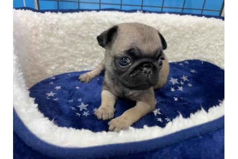 成約済の愛媛県のパグ-124684の6枚目