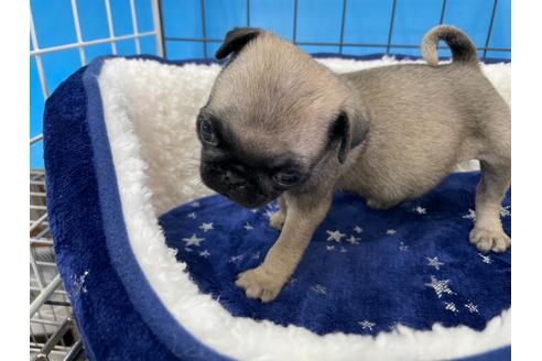 成約済の愛媛県のパグ-124684の7枚目