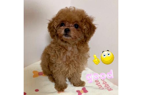 成約済の広島県のミックス犬-121147の1枚目