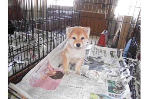 成約済の大分県の豆柴-124692の1枚目