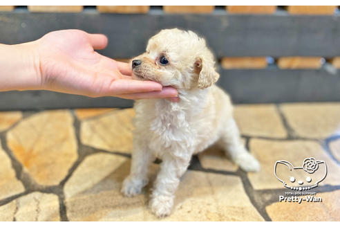 成約済の愛知県のタイニープードル-123721の8枚目