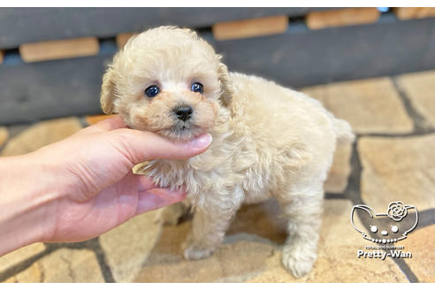 成約済の愛知県のタイニープードル-123719の4枚目