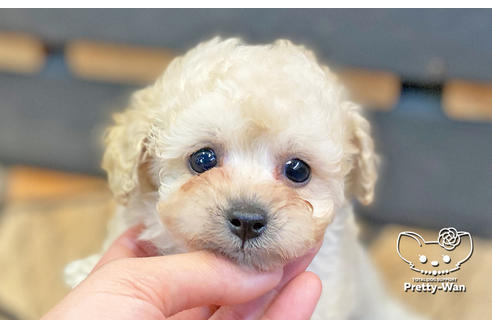 成約済の愛知県のタイニープードル-123719の5枚目