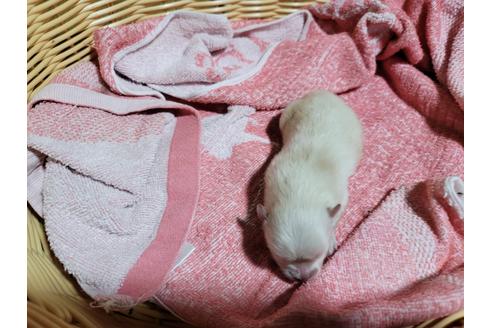 成約済の千葉県のポメラニアン-126061の7枚目