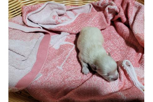 成約済の千葉県のポメラニアン-126061の8枚目