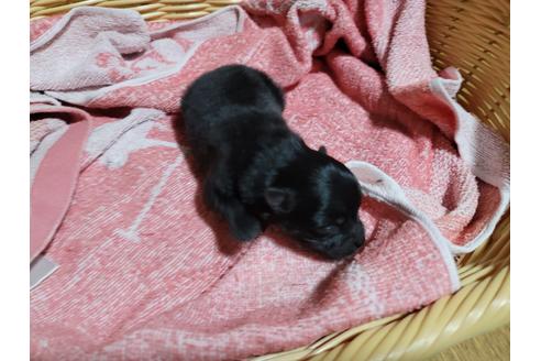 成約済の千葉県のポメラニアン-126062の5枚目