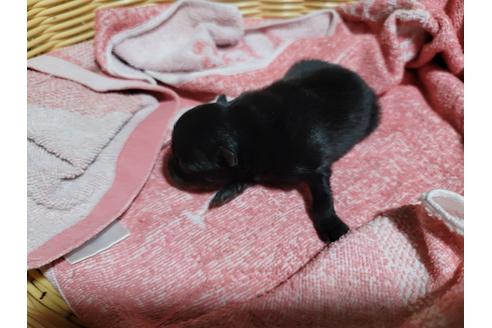 成約済の千葉県のポメラニアン-126062の6枚目