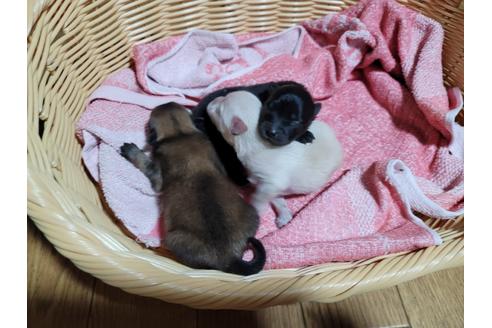 成約済の千葉県のポメラニアン-126062の7枚目