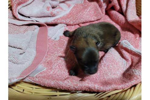 成約済の千葉県のポメラニアン-126063の10枚目