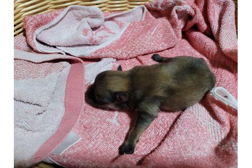 成約済の千葉県のポメラニアン-126063の8枚目