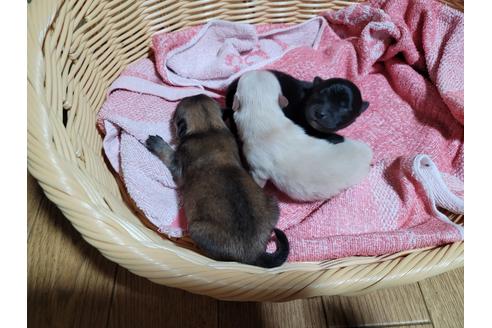 成約済の千葉県のポメラニアン-126063の9枚目