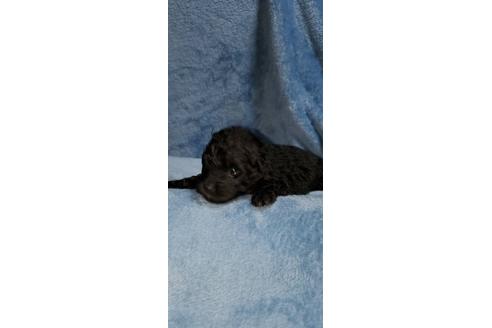成約済の福岡県のミックス犬-125680の2枚目