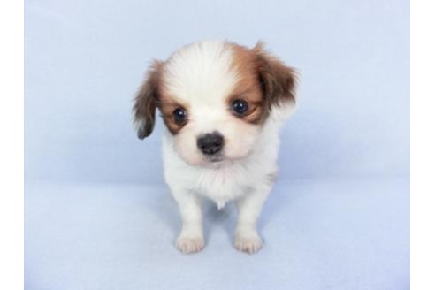 成約済の千葉県のパピヨン-125693の1枚目