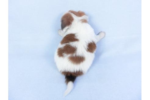 成約済の千葉県のパピヨン-125693の4枚目