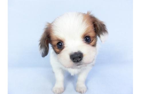 成約済の千葉県のパピヨン-125693の3枚目