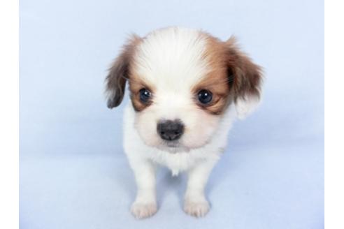 成約済の千葉県のパピヨン-125693の2枚目