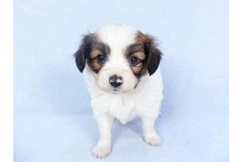 成約済の千葉県のパピヨン-125694の1枚目