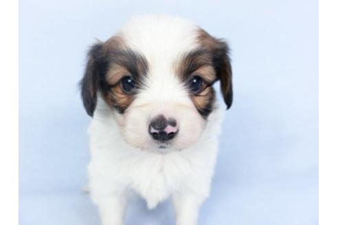 成約済の千葉県のパピヨン-125694の3枚目