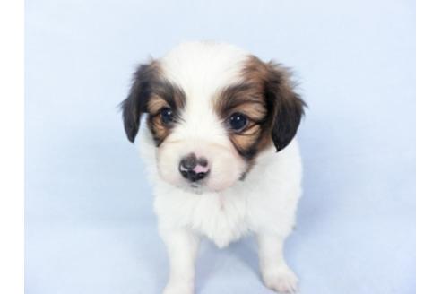 成約済の千葉県のパピヨン-125694の2枚目