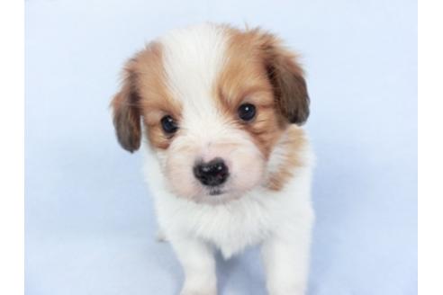 成約済の千葉県のパピヨン-125696の1枚目