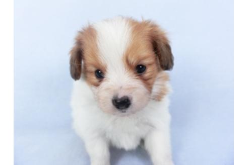 成約済の千葉県のパピヨン-125696の3枚目