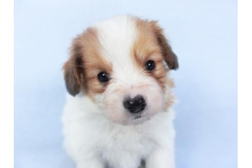 成約済の千葉県のパピヨン-125696の2枚目