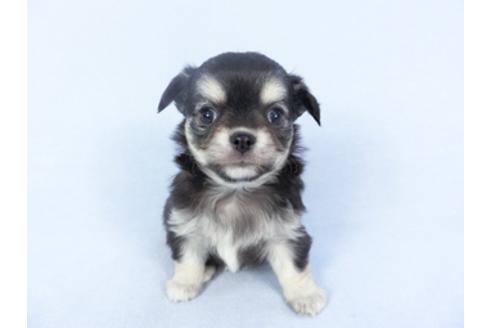 成約済の千葉県のチワワ(ロングコート)-125697の1枚目