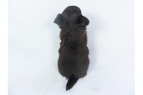 成約済の千葉県のチワワ(ロングコート)-125697の4枚目