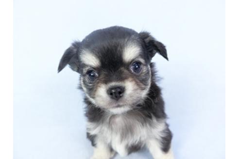 成約済の千葉県のチワワ(ロングコート)-125697の3枚目