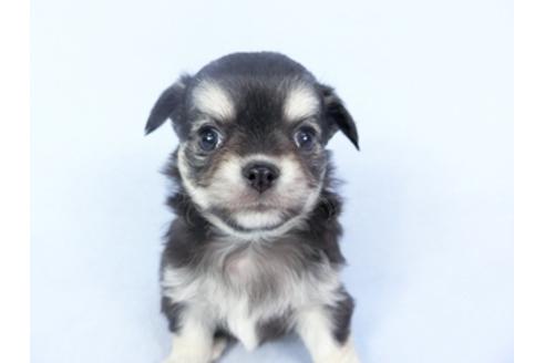 成約済の千葉県のチワワ(ロングコート)-125697の2枚目