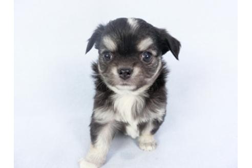 成約済の千葉県のチワワ(ロングコート)-125698