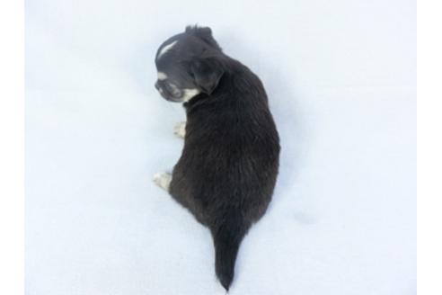 成約済の千葉県のチワワ(ロングコート)-125698の4枚目