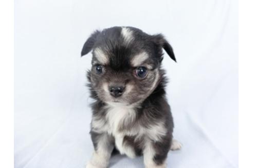 成約済の千葉県のチワワ(ロングコート)-125698の3枚目