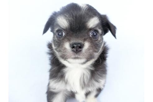 成約済の千葉県のチワワ(ロングコート)-125698の2枚目