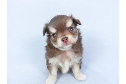 成約済の千葉県のチワワ(ロングコート)-125699