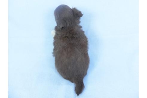 成約済の千葉県のチワワ(ロングコート)-125699の4枚目