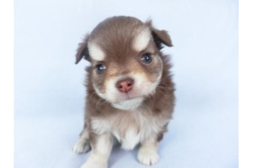 成約済の千葉県のチワワ(ロングコート)-125699の3枚目