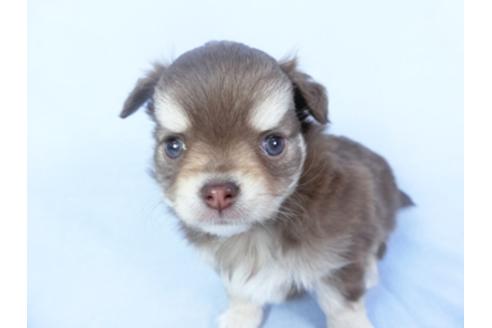 成約済の千葉県のチワワ(ロングコート)-125699の2枚目