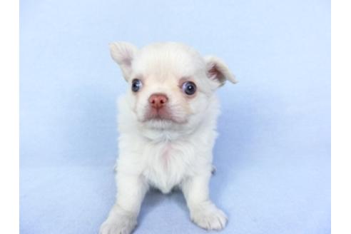 成約済の千葉県のチワワ(ロングコート)-125700