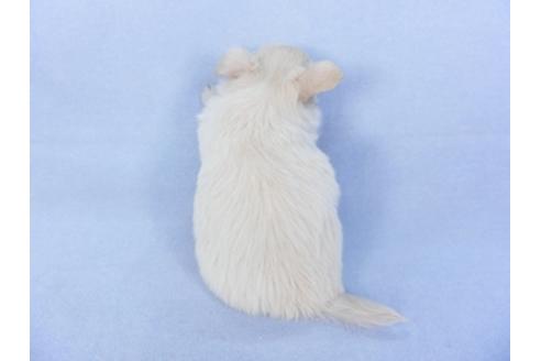 成約済の千葉県のチワワ(ロングコート)-125700の4枚目