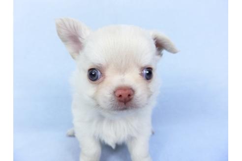 成約済の千葉県のチワワ(ロングコート)-125700の3枚目