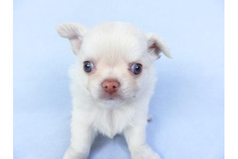 成約済の千葉県のチワワ(ロングコート)-125700の2枚目