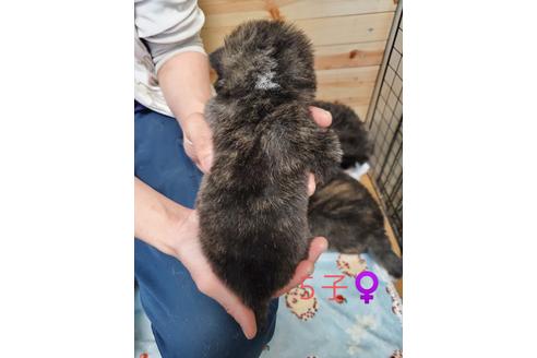 成約済の北海道の秋田犬-123475の2枚目