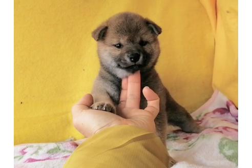 成約済の埼玉県の柴犬-125720の4枚目