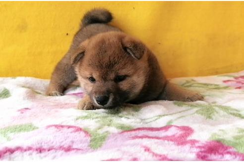 成約済の埼玉県の柴犬-125720の2枚目