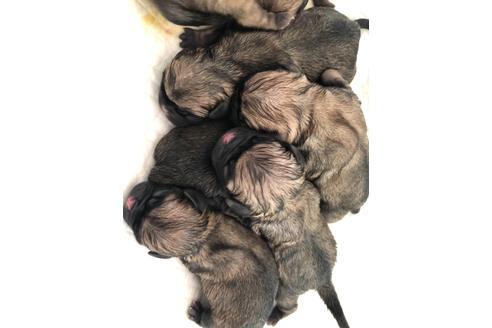 成約済の滋賀県のパグ-125777の3枚目