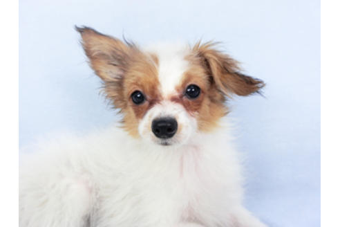 成約済の千葉県のパピヨン-116640の1枚目