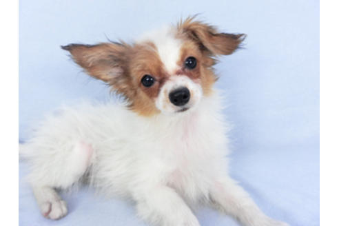 成約済の千葉県のパピヨン-116640の4枚目