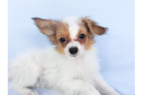 成約済の千葉県のパピヨン-116640の3枚目