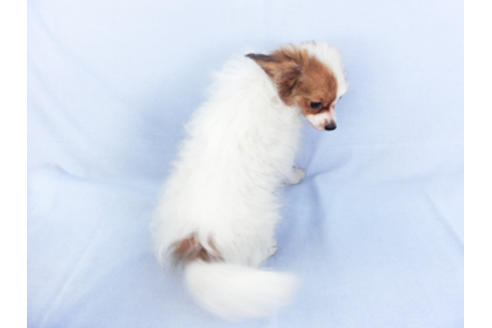 成約済の千葉県のパピヨン-116640の2枚目